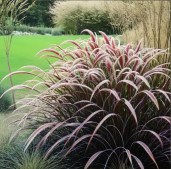 2193_pennisetum_rubrum_003 — копия